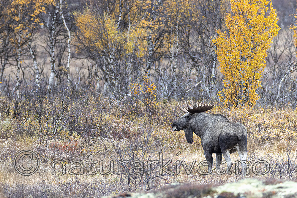 KA_200927_39 / Alces alces / Elg
