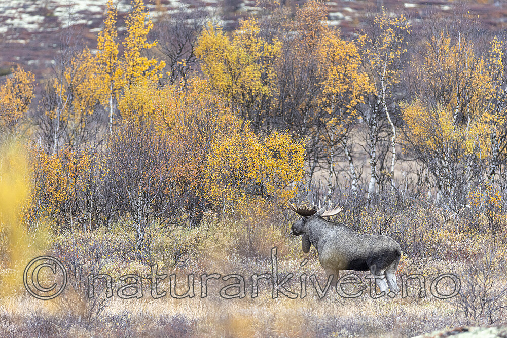 KA_200927_46 / Alces alces / Elg