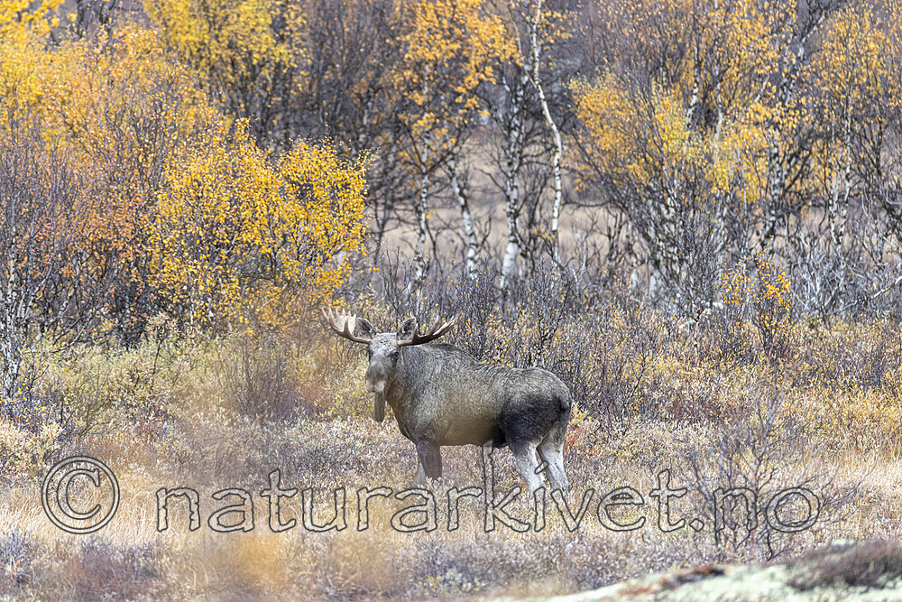 KA_200927_49 / Alces alces / Elg