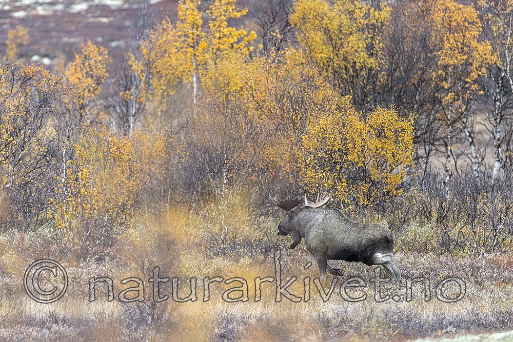 KA_200927_57 / Alces alces / Elg