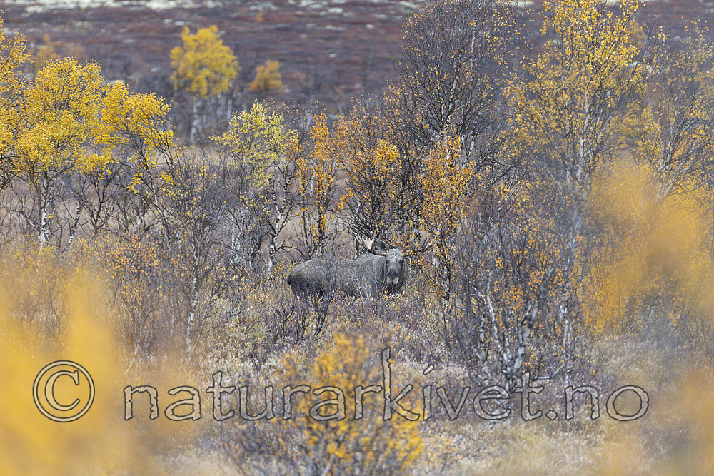 KA_200927_62 / Alces alces / Elg
