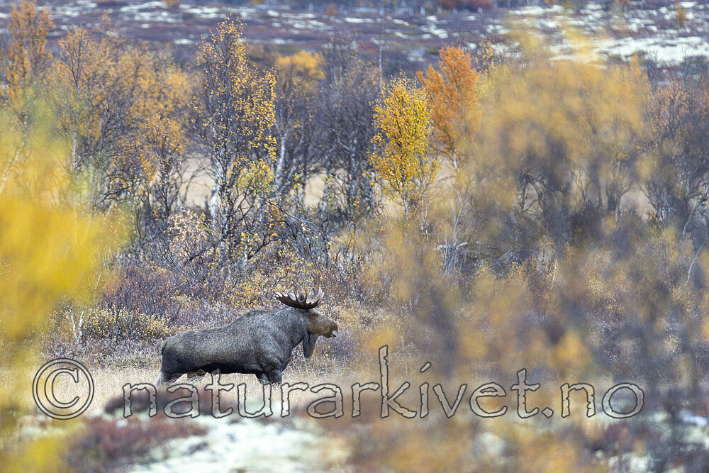 KA_200927_7 / Alces alces / Elg