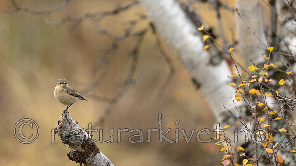 KA_200927_72 / Oenanthe oenanthe / Steinskvett