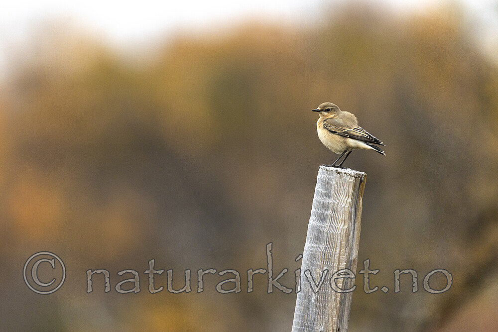 KA_200927_73 / Oenanthe oenanthe / Steinskvett