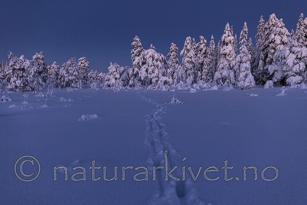 KA_210105_49 / Alces alces / Elg