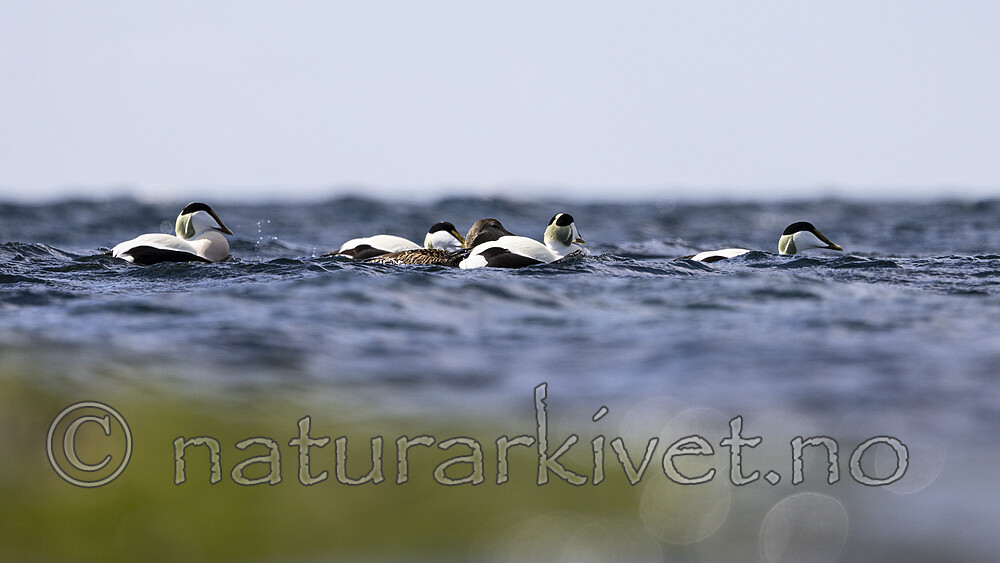 KA_210425_28 / Somateria mollissima / ærfugl