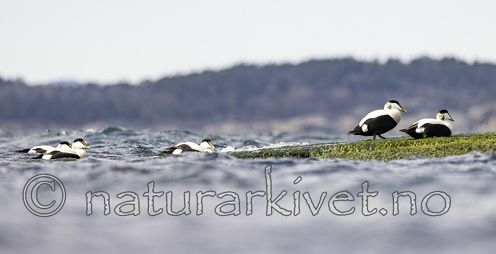 KA_210425_34 / Somateria mollissima / ærfugl