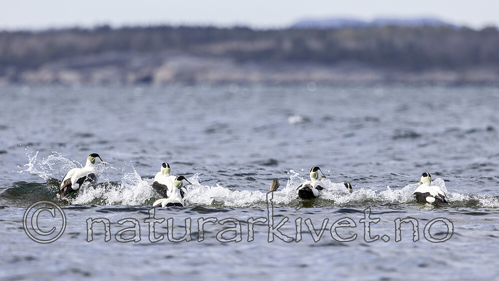 KA_210425_39 / Somateria mollissima / ærfugl