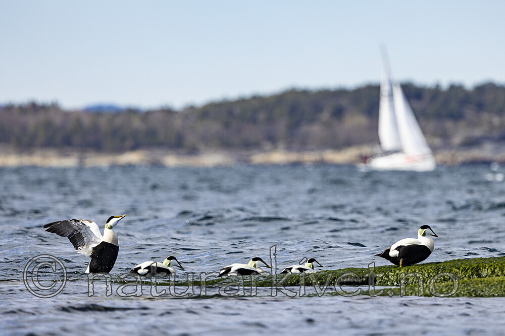 KA_210425_40 / Somateria mollissima / ærfugl