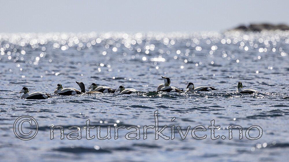 KA_210425_53 / Somateria mollissima / ærfugl