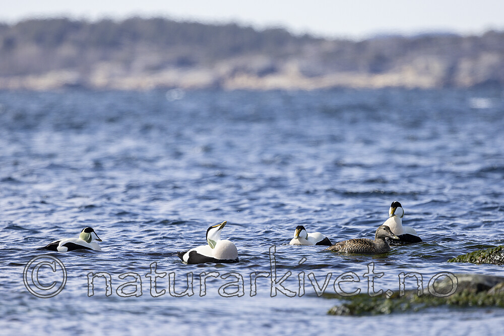 KA_210425_54 / Somateria mollissima / ærfugl