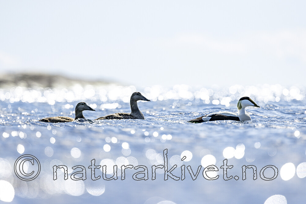 KA_210425_62 / Somateria mollissima / ærfugl