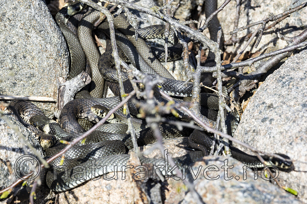 KA_210425_89 / Natrix natrix / Buorm