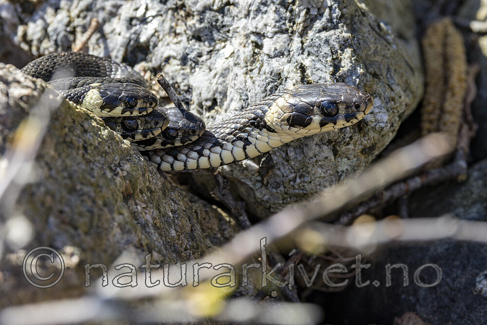 KA_210425_98 / Natrix natrix / Buorm