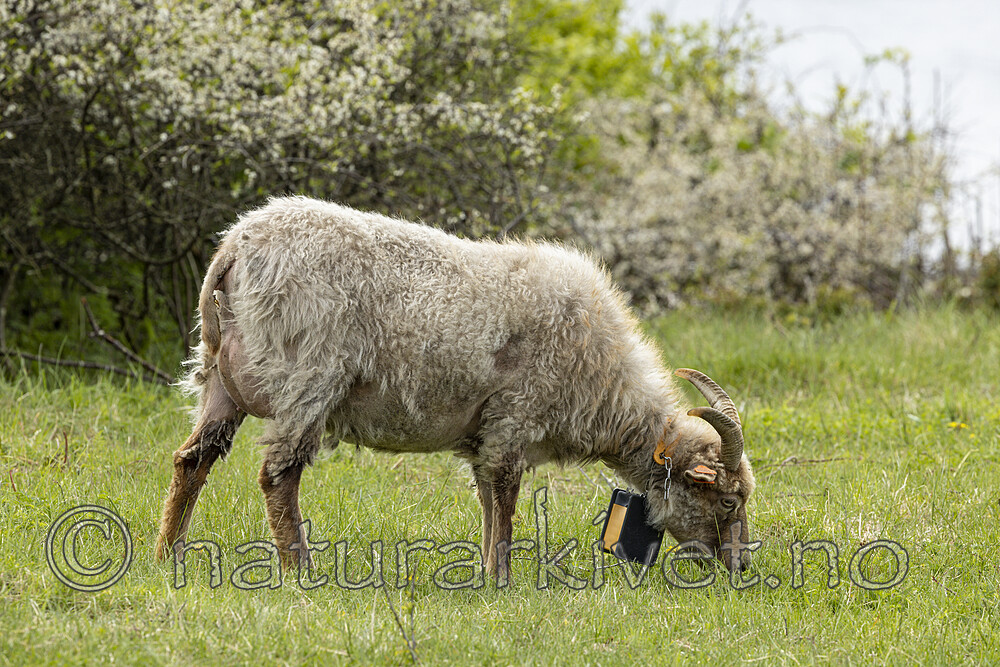 KA_210525_13 / Ovis aries / Sau