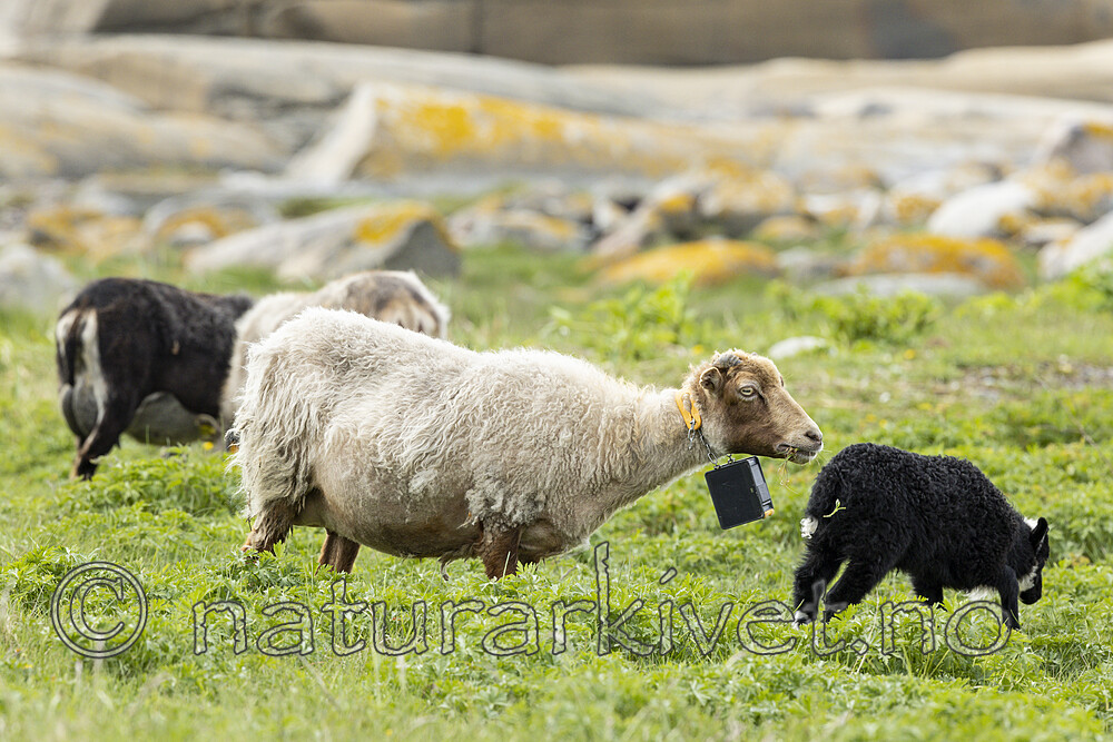 KA_210525_15 / Ovis aries / Sau