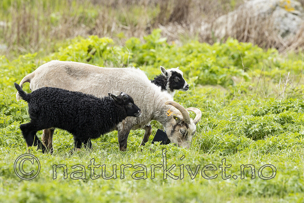 KA_210525_17 / Ovis aries / Sau