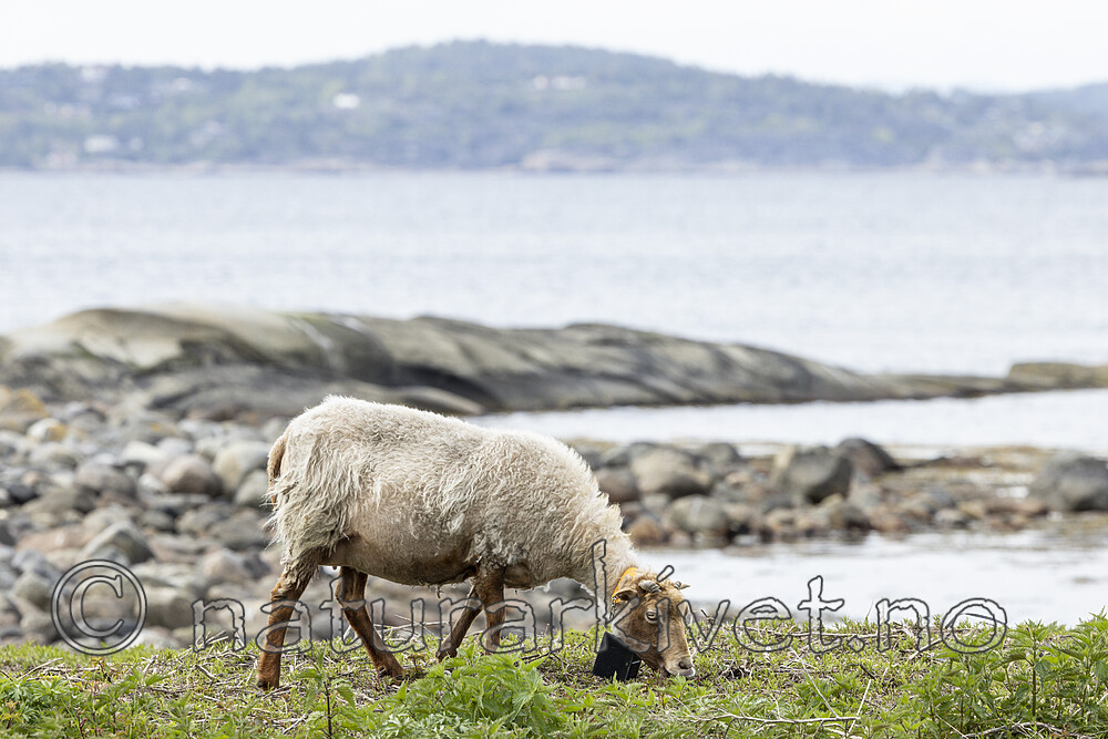 KA_210525_18 / Ovis aries / Sau