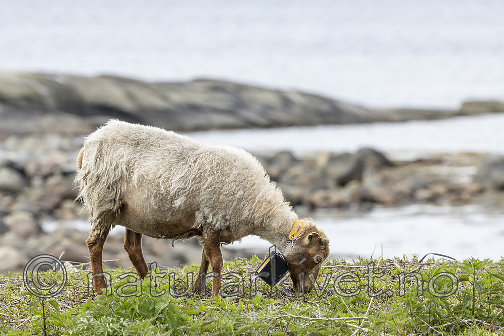 KA_210525_19 / Ovis aries / Sau