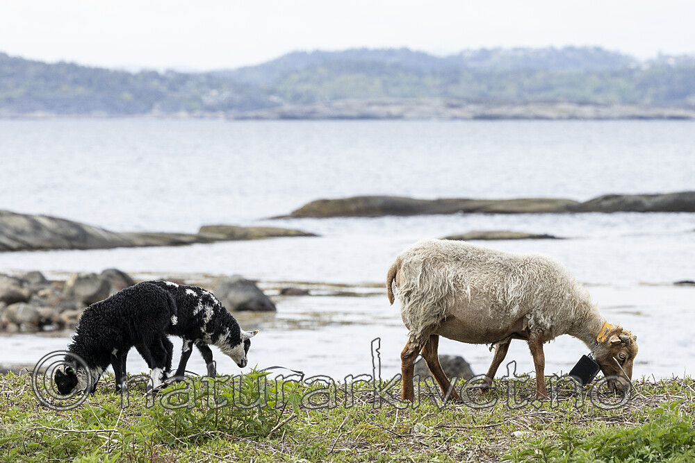 KA_210525_20 / Ovis aries / Sau