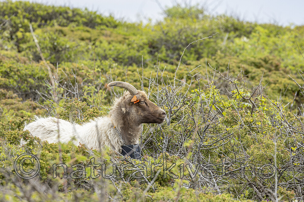 KA_210525_22 / Ovis aries / Sau