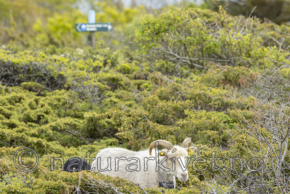 KA_210525_24 / Ovis aries / Sau