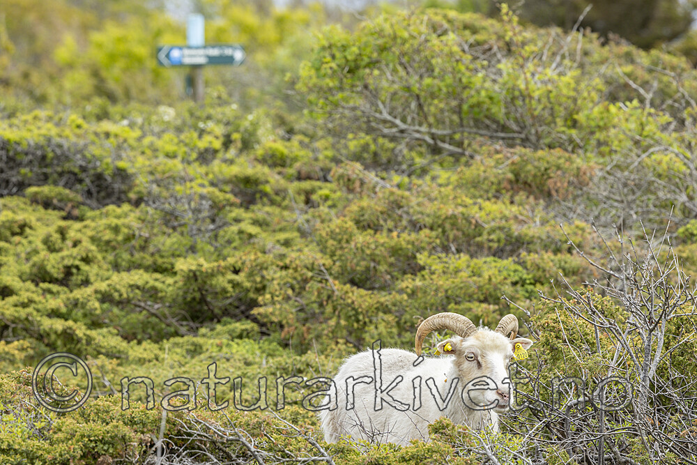 KA_210525_25 / Ovis aries / Sau