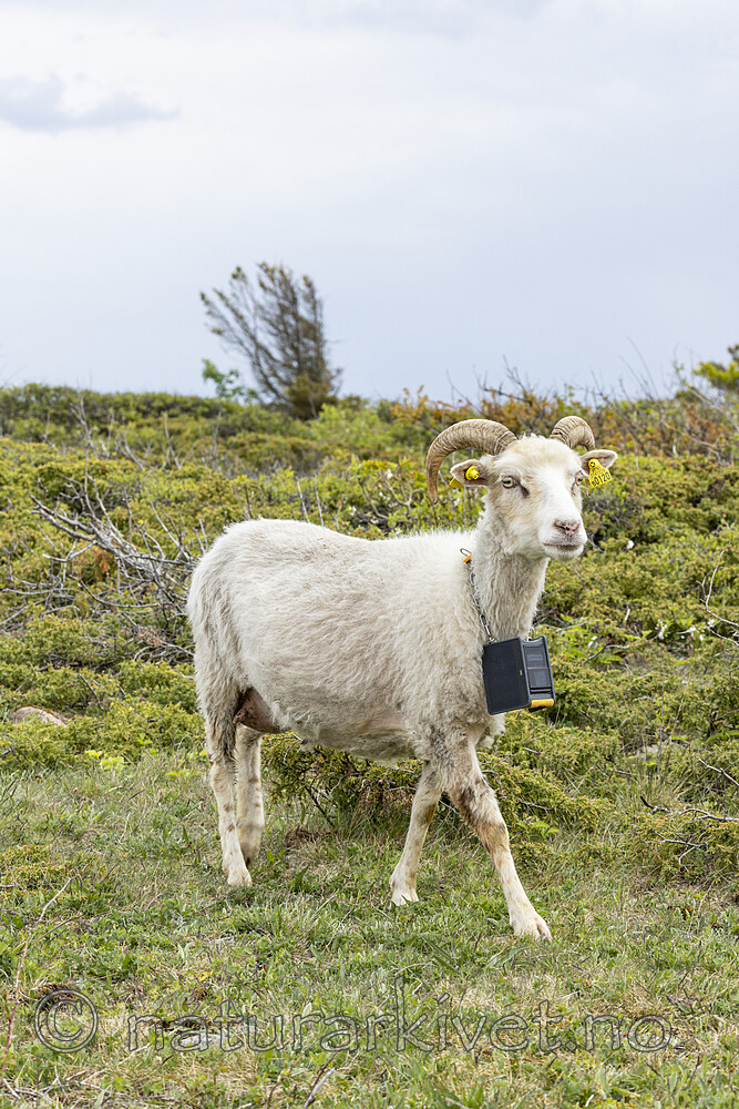 KA_210525_26 / Ovis aries / Sau