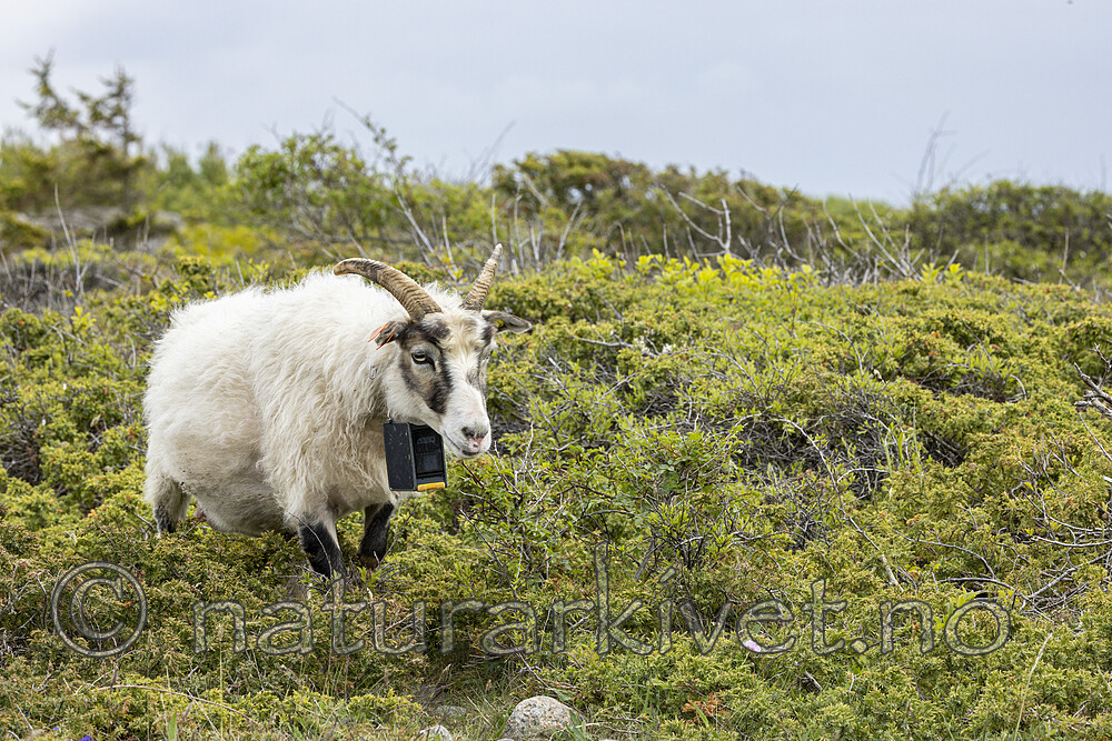 KA_210525_28 / Ovis aries / Sau