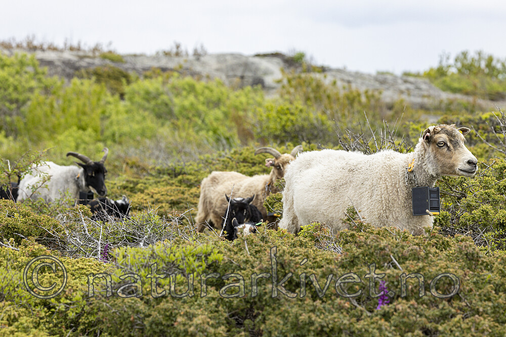 KA_210525_30 / Ovis aries / Sau