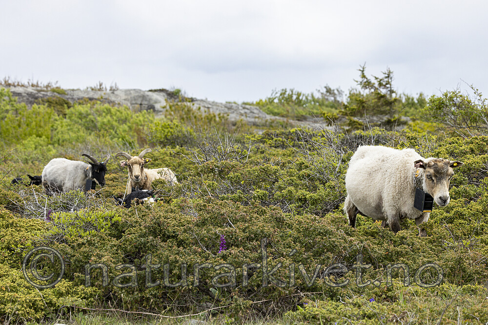 KA_210525_32 / Ovis aries / Sau