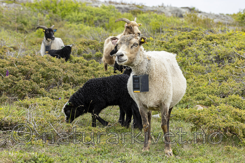 KA_210525_33 / Ovis aries / Sau