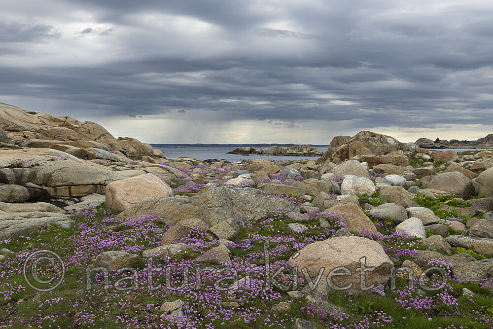 KA_210525_37 / Armeria maritima / Fjærekoll