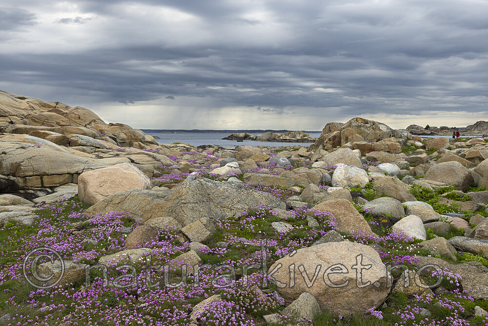 KA_210525_38 / Armeria maritima / Fjærekoll