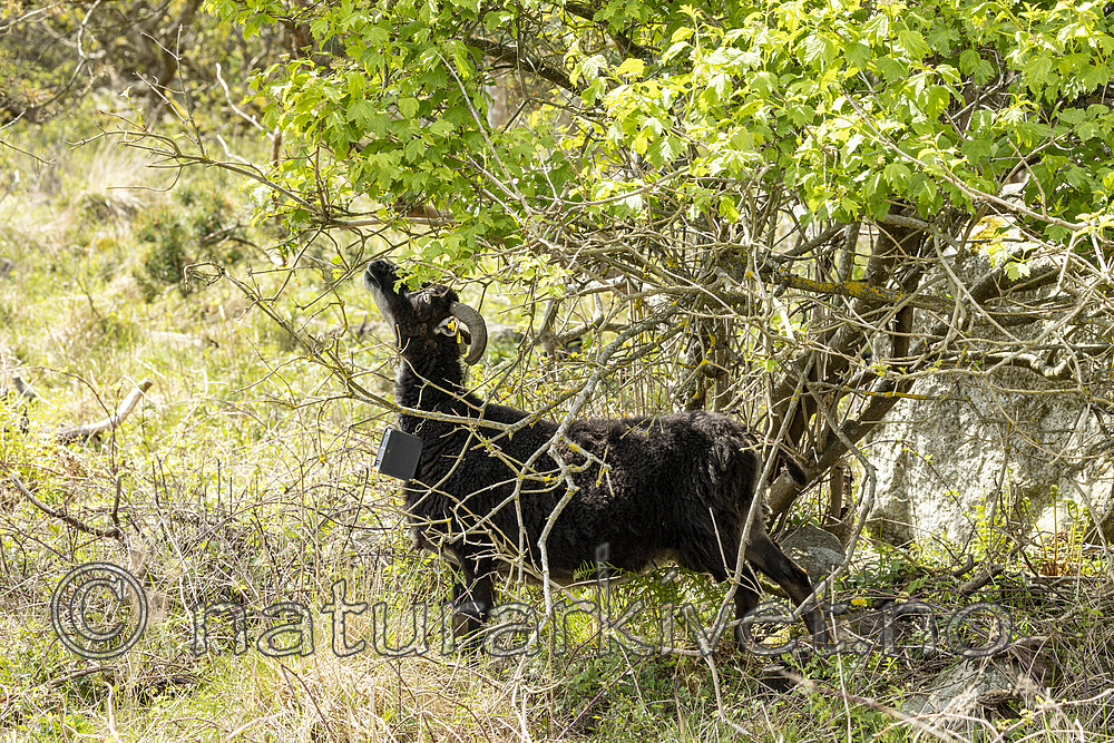 KA_210525_4 / Ovis aries / Sau