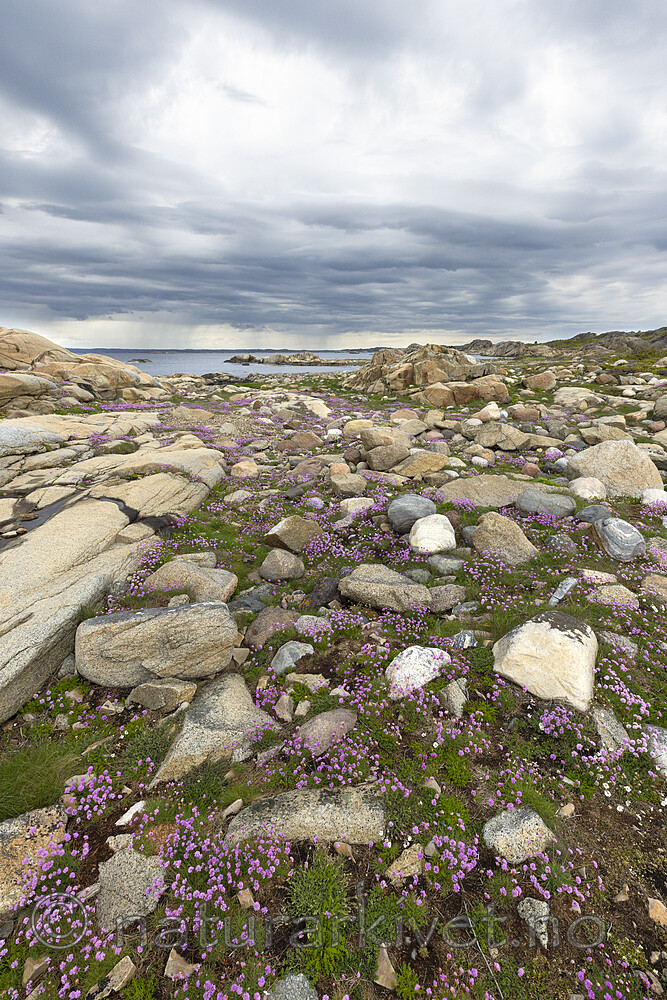 KA_210525_41 / Armeria maritima / Fjærekoll