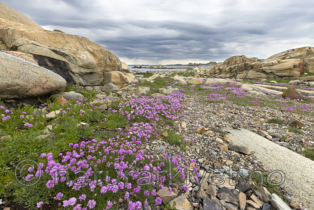 KA_210525_42 / Armeria maritima / Fjærekoll