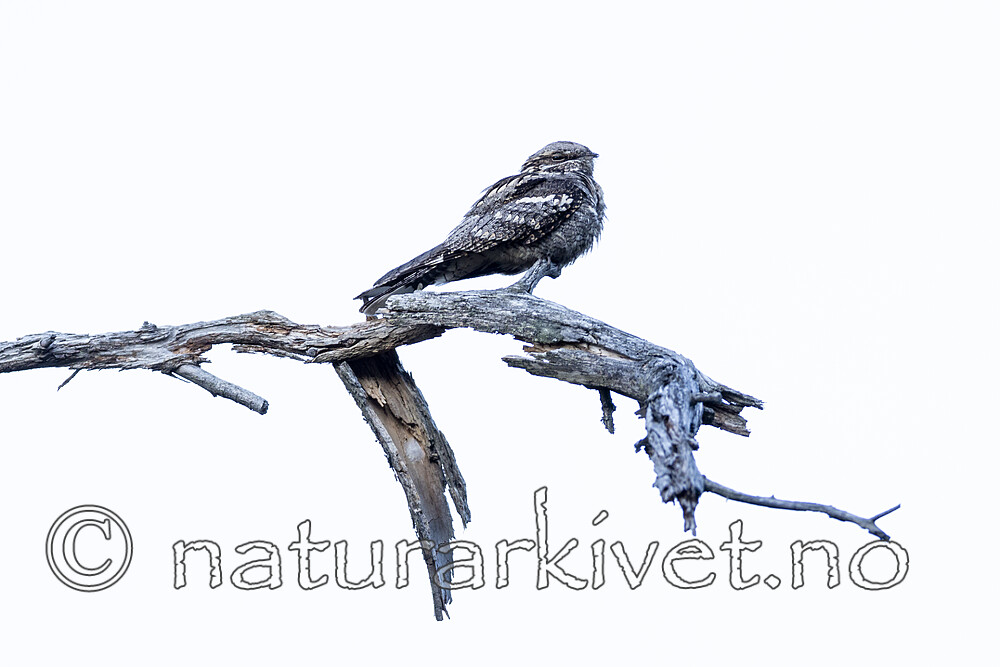 KA_210614_10 / Caprimulgus europaeus / Nattravn