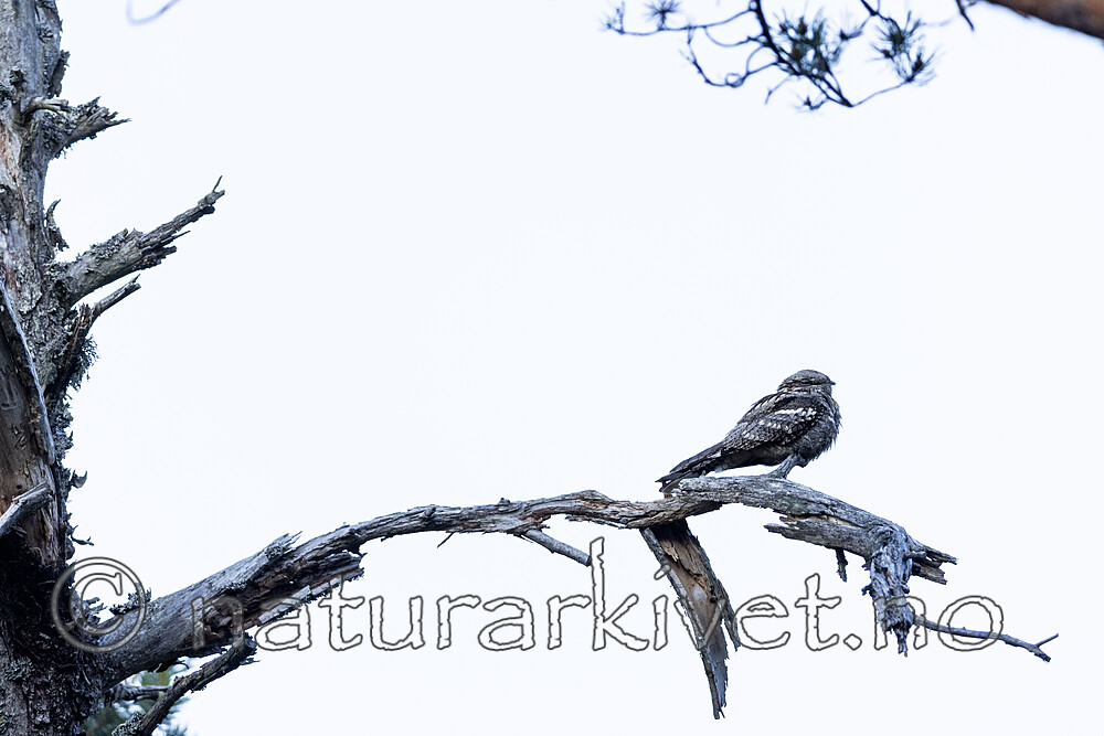 KA_210614_11 / Caprimulgus europaeus / Nattravn