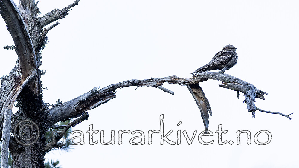KA_210614_13 / Caprimulgus europaeus / Nattravn