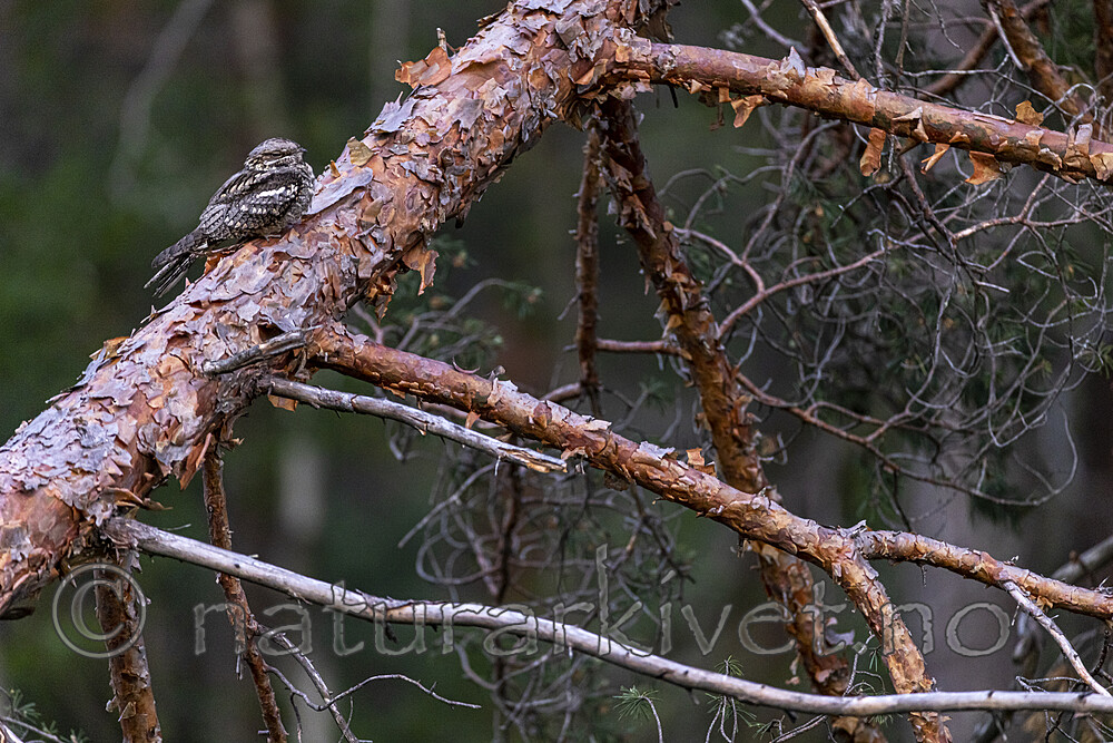 KA_210614_16 / Caprimulgus europaeus / Nattravn