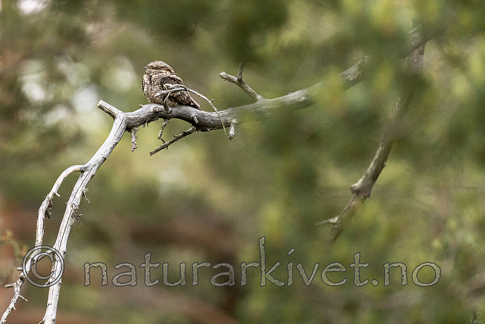 KA_210614_2 / Caprimulgus europaeus / Nattravn