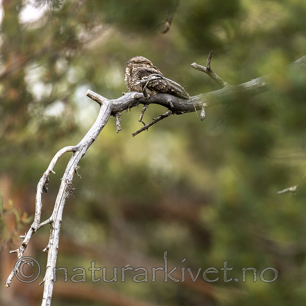 KA_210614_4 / Caprimulgus europaeus / Nattravn