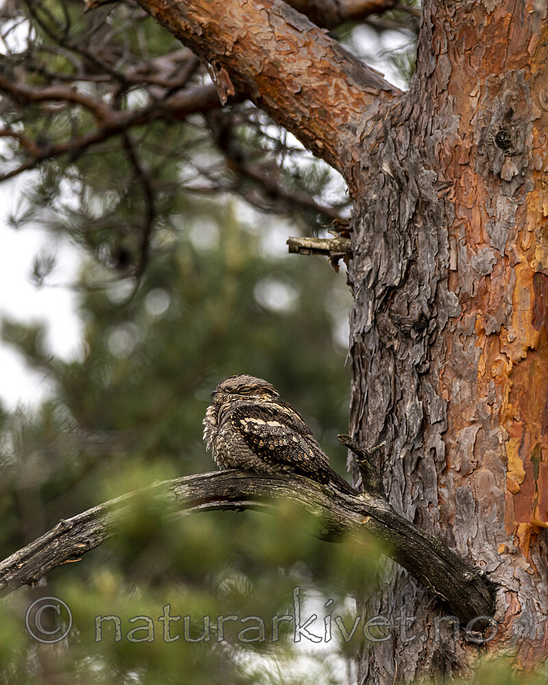 KA_210614_8 / Caprimulgus europaeus / Nattravn