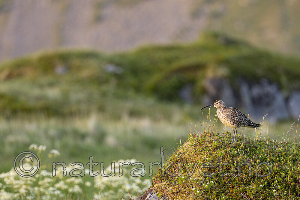 KA_210621_11 / Numenius phaeopus / Småspove