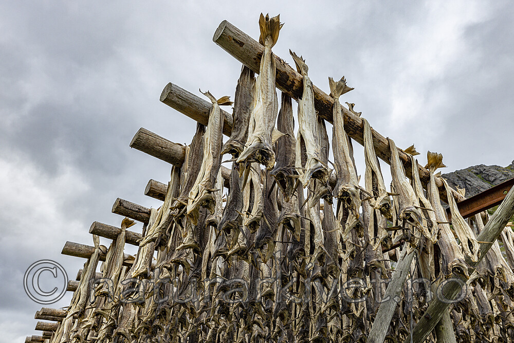 KA_210625_90 / Gadus morhua / Torsk