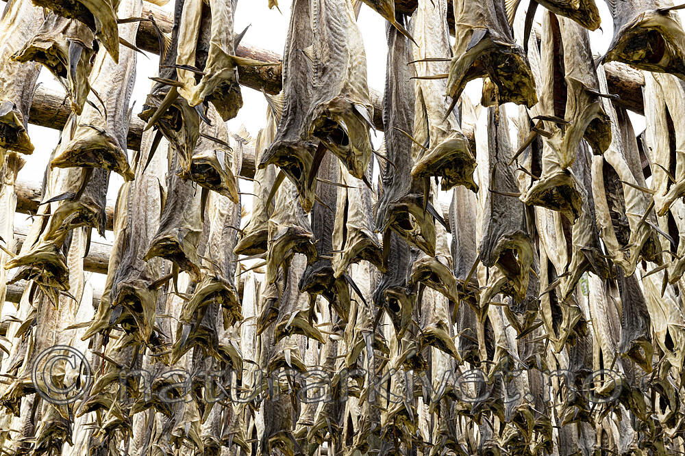 KA_210625_92 / Gadus morhua / Torsk