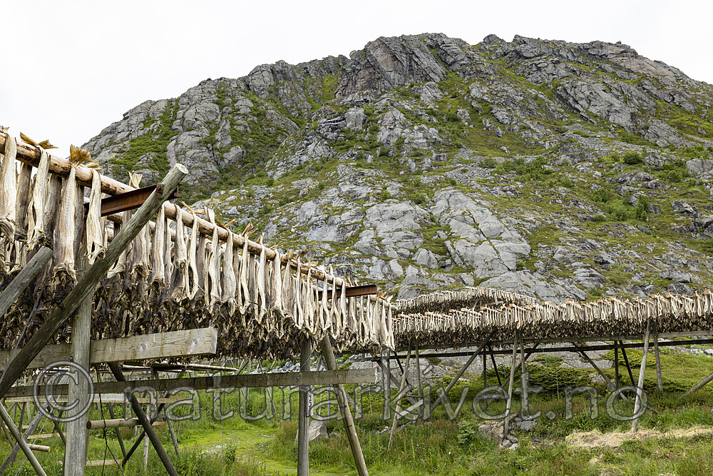 KA_210625_93 / Gadus morhua / Torsk