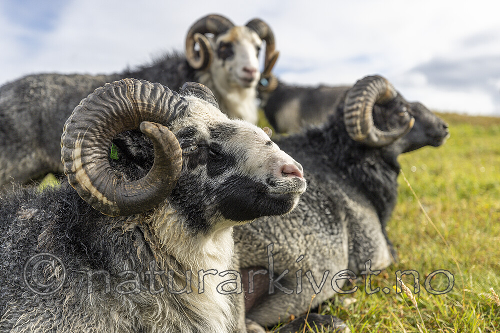 KA_210815_10 / Ovis aries / Sau