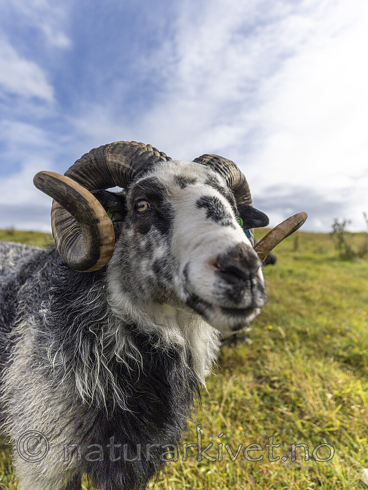 KA_210815_11 / Ovis aries / Sau